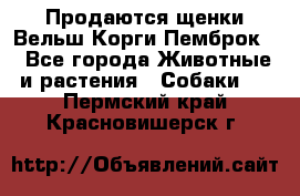 Продаются щенки Вельш Корги Пемброк  - Все города Животные и растения » Собаки   . Пермский край,Красновишерск г.